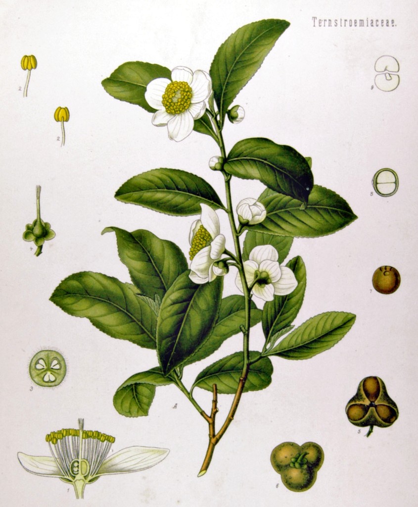 Camellia_sinensis_-_Köhler–s_Medizinal-Pflanzen-025